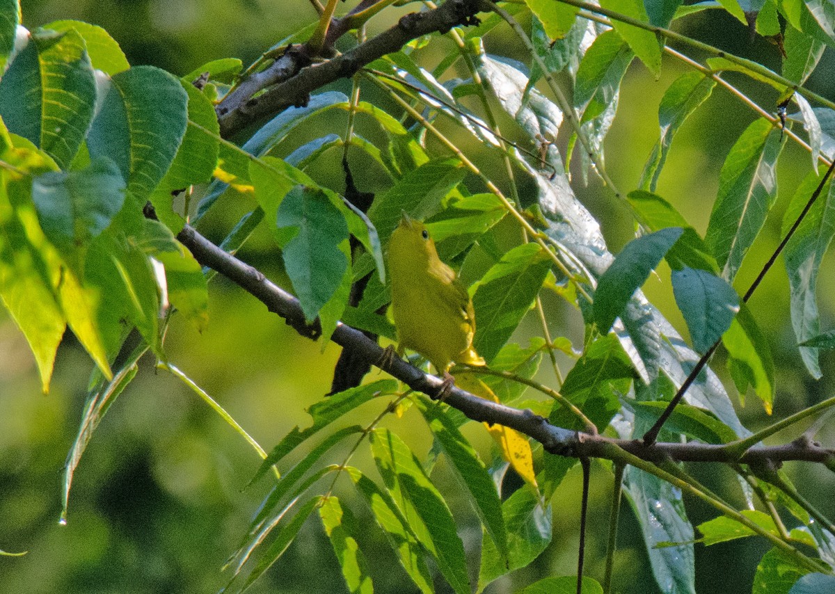 Yellow Warbler - ML478475251