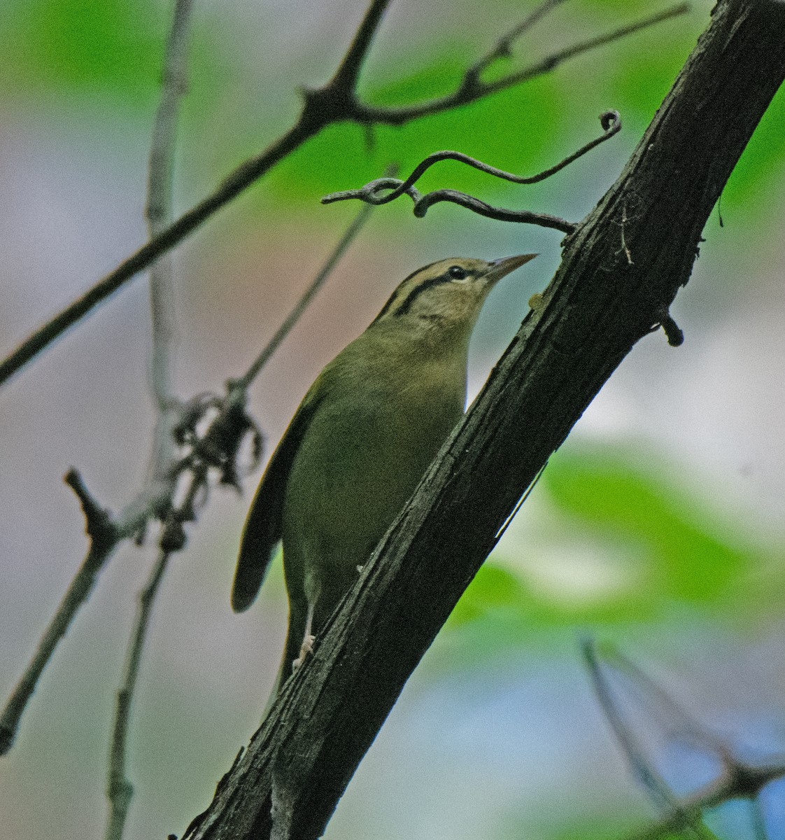 Worm-eating Warbler - ML478475271
