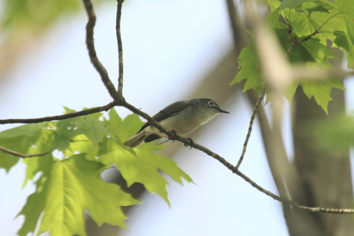 Blue-gray Gnatcatcher - ML478475341