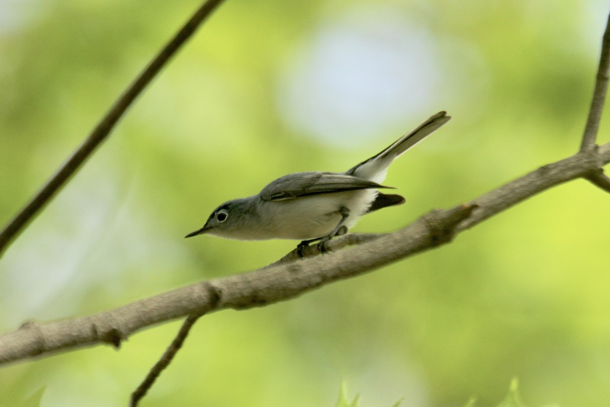 Blue-gray Gnatcatcher - ML478475351