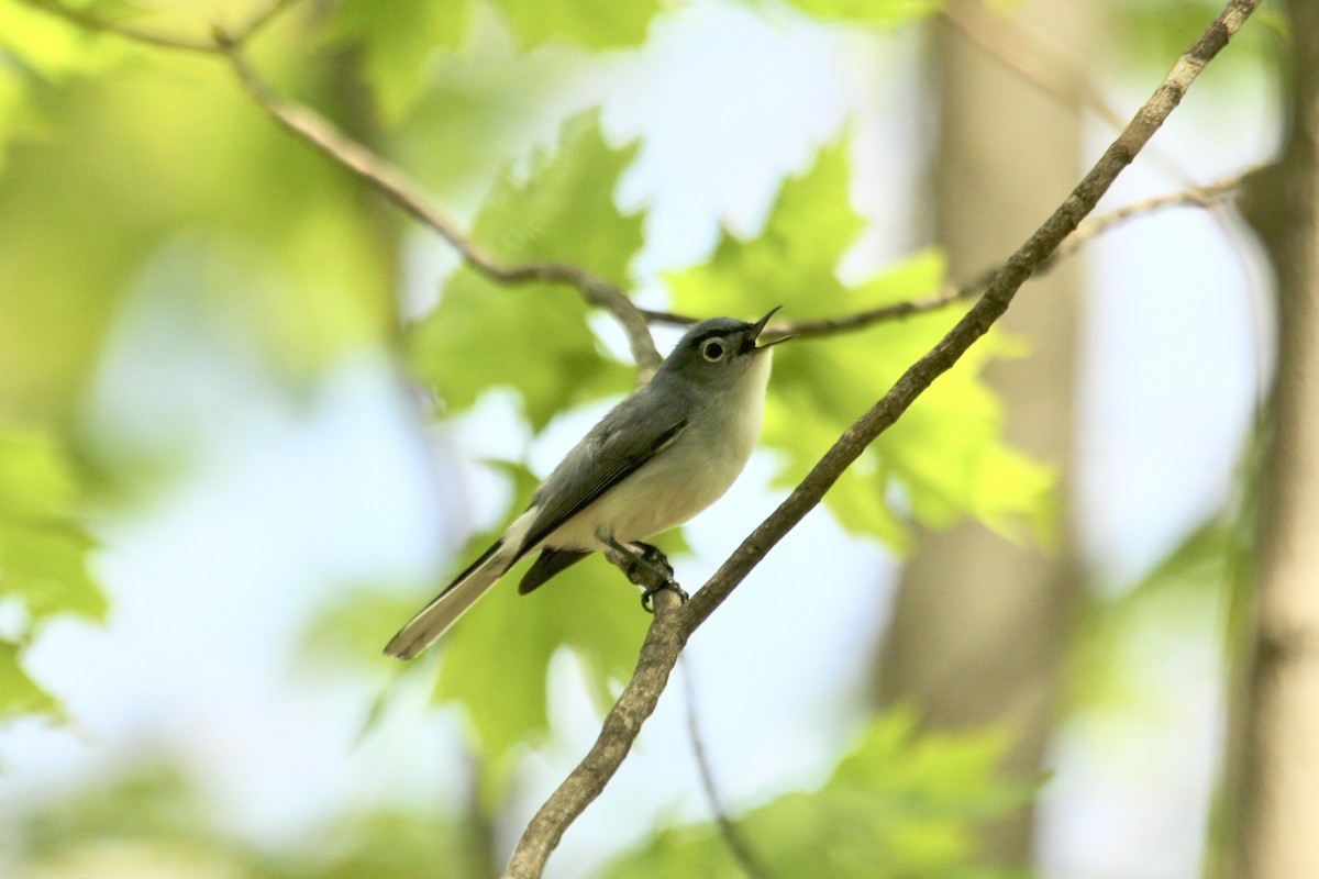 Blue-gray Gnatcatcher - ML478475371