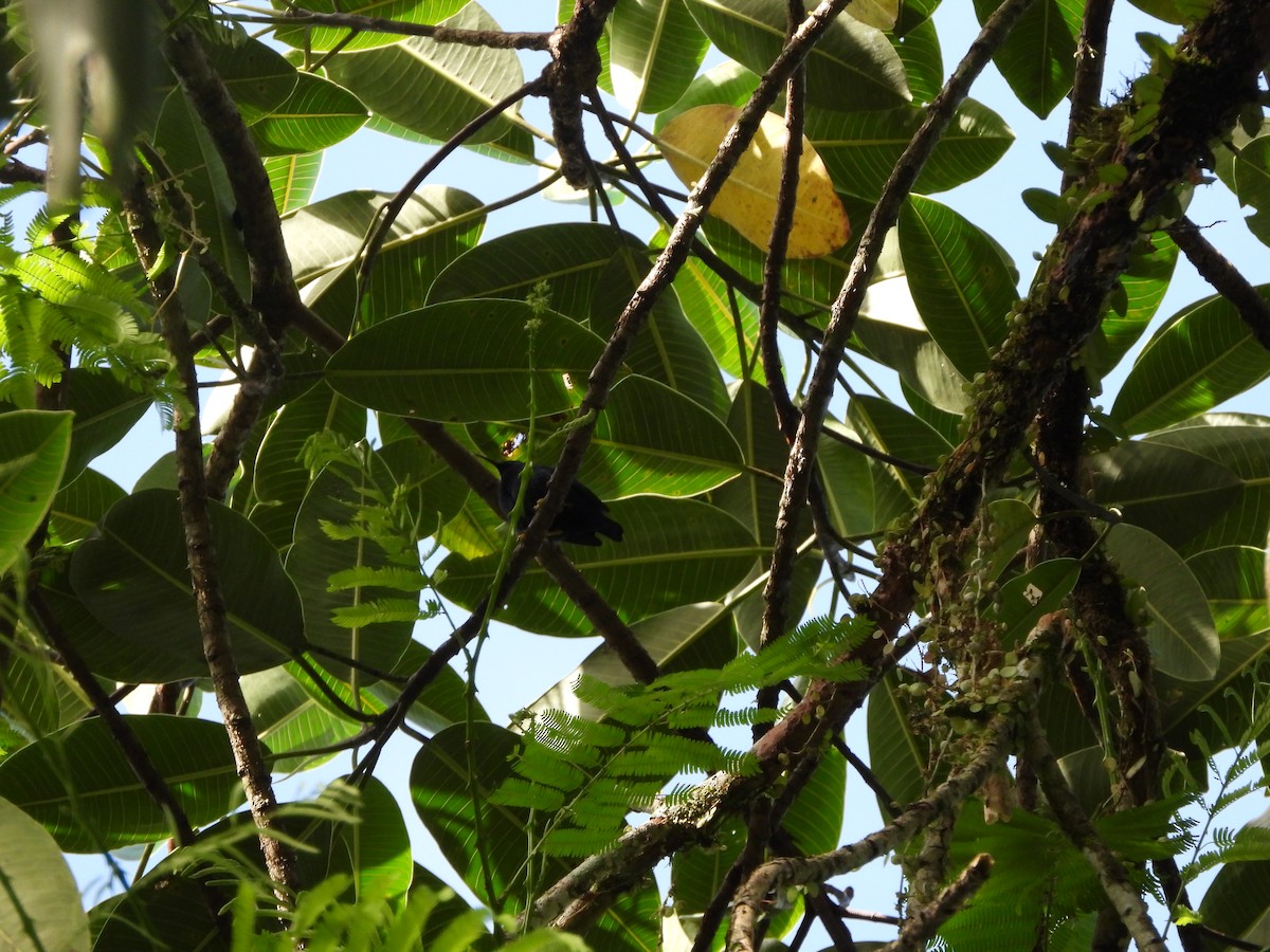 Mielerito Cerúleo - ML478475531