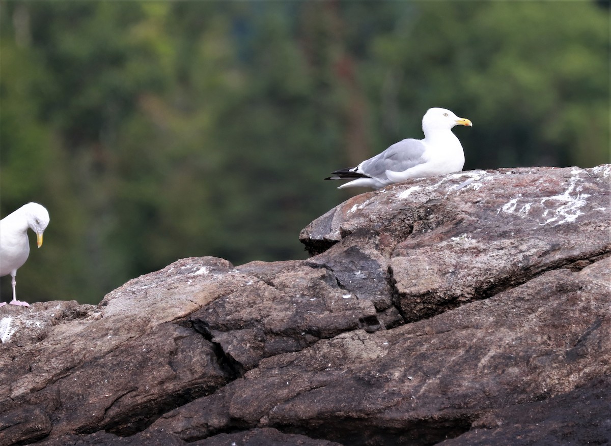 Herring Gull - ML478475951