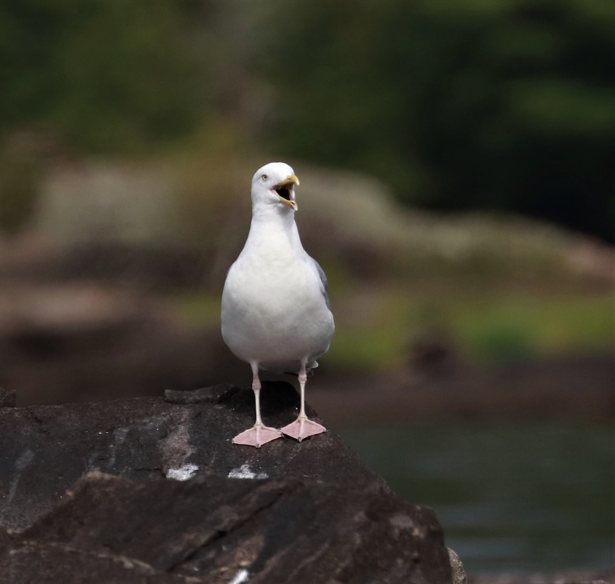 Herring Gull - ML478475971