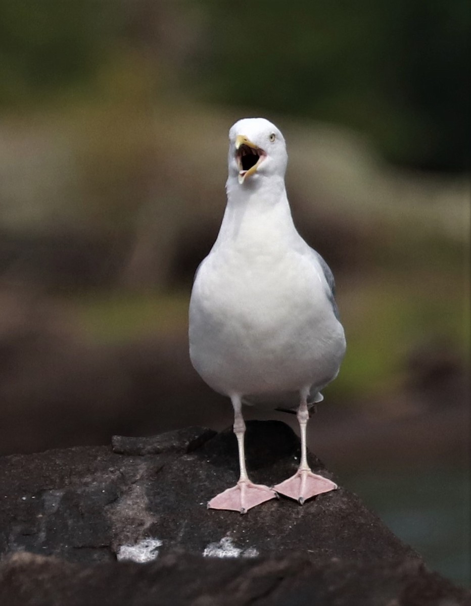 Herring Gull - ML478475981