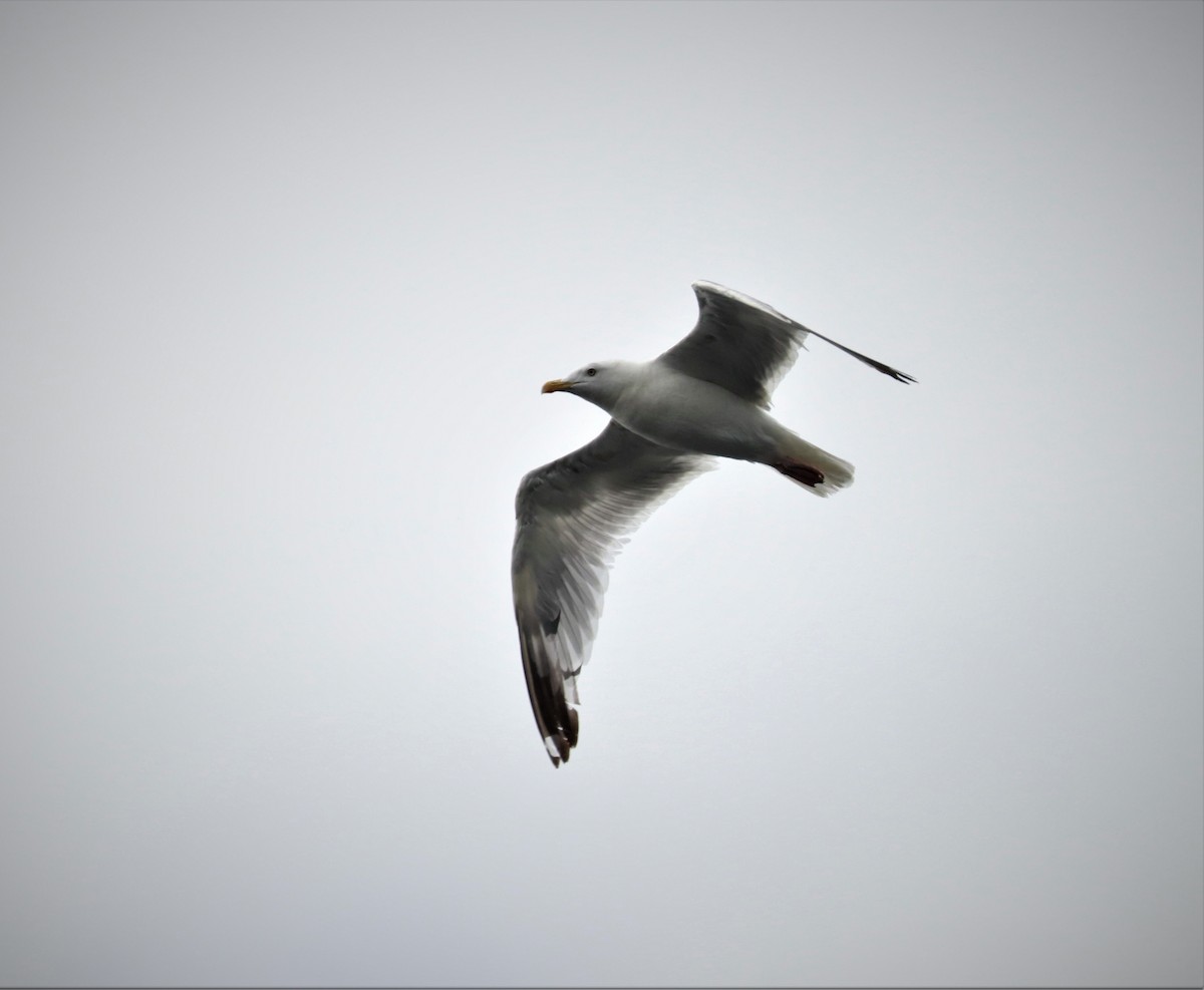 Herring Gull - ML478475991