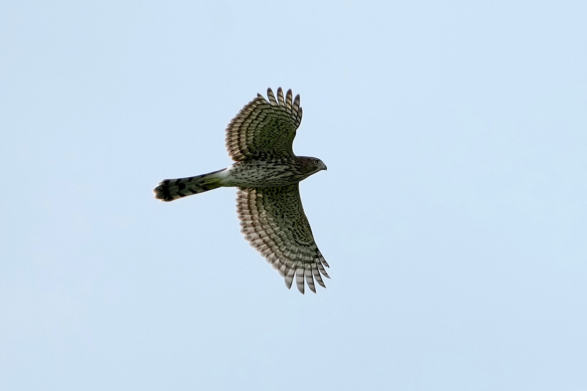 Cooper's Hawk - ML478479481