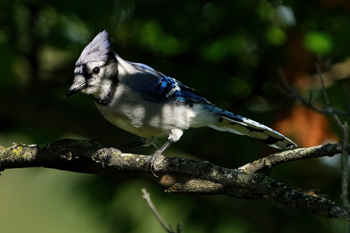 Blue Jay - ML478479491