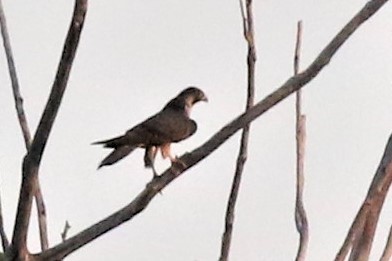Эгэл шонхор - ML478481271