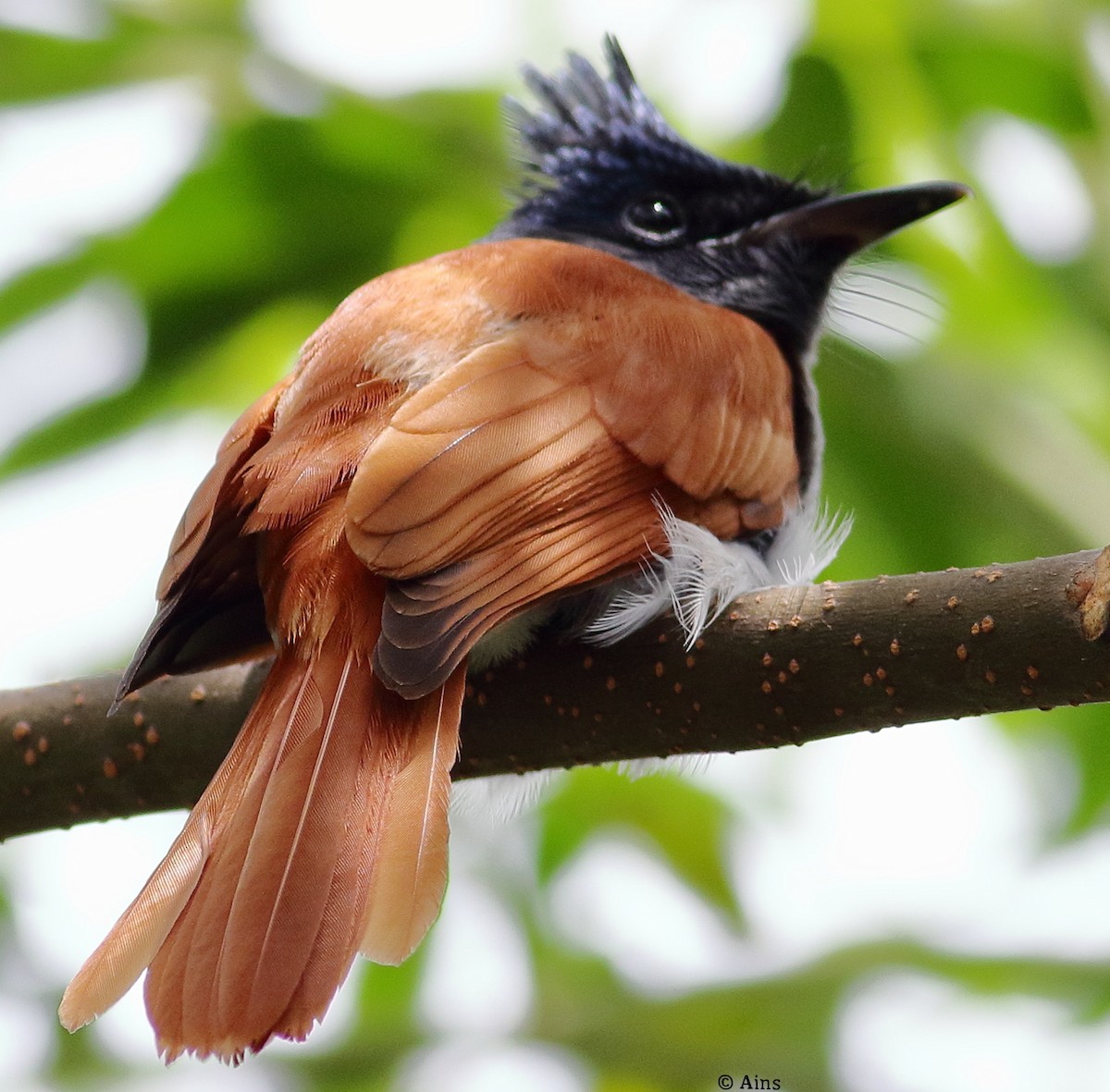 Indian Paradise-Flycatcher - ML478482701