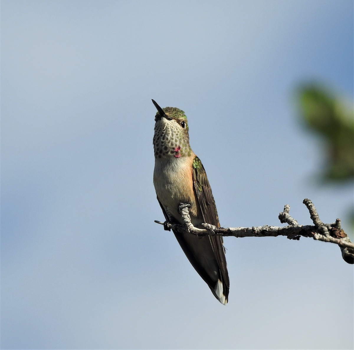 Broad-tailed Hummingbird - ML478483281