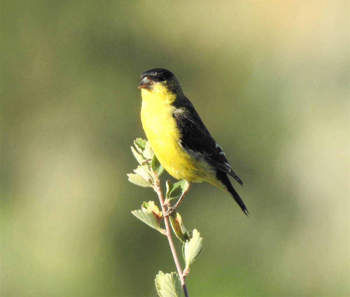 Lesser Goldfinch - ML478483301