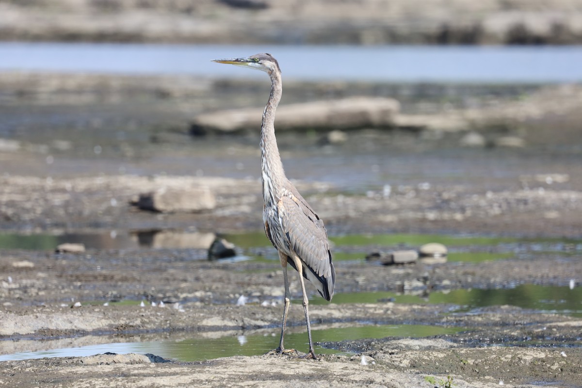 Great Blue Heron - ML478483701