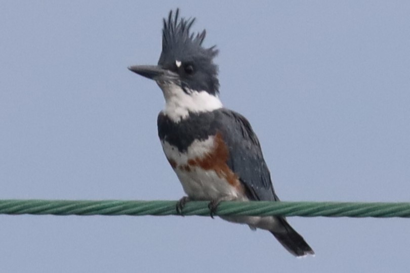 Belted Kingfisher - ML478484101