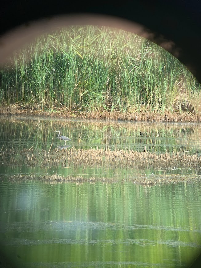 Tricolored Heron - ML478484561