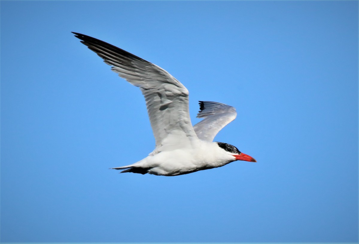 eBird Checklist 26 Aug 2022 Honey Lake Wildlife AreaFleming Unit