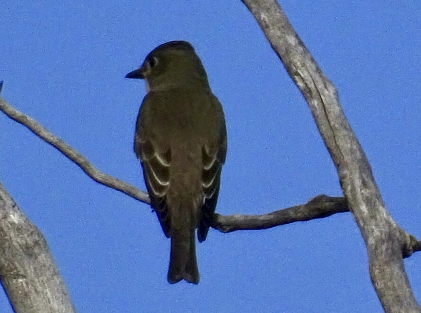 Olive-sided Flycatcher - ML478484781