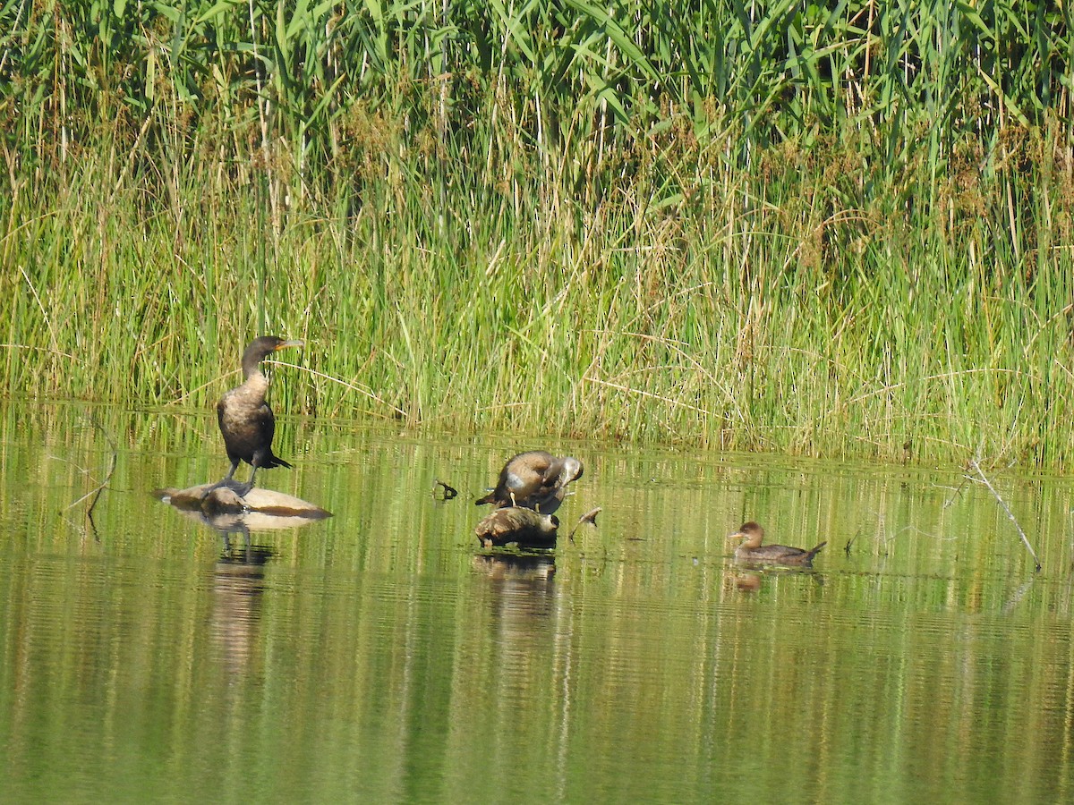 Hooded Merganser - ML478485041