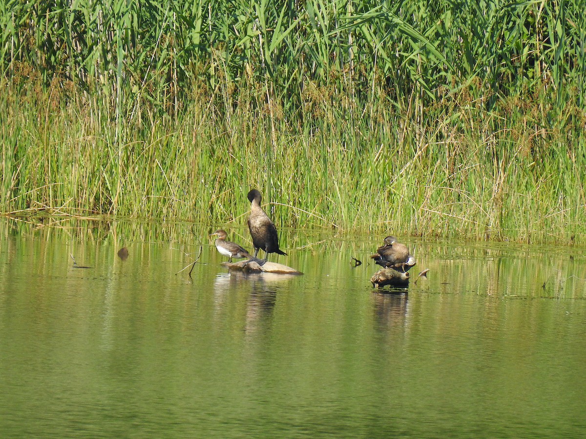 Hooded Merganser - ML478485301