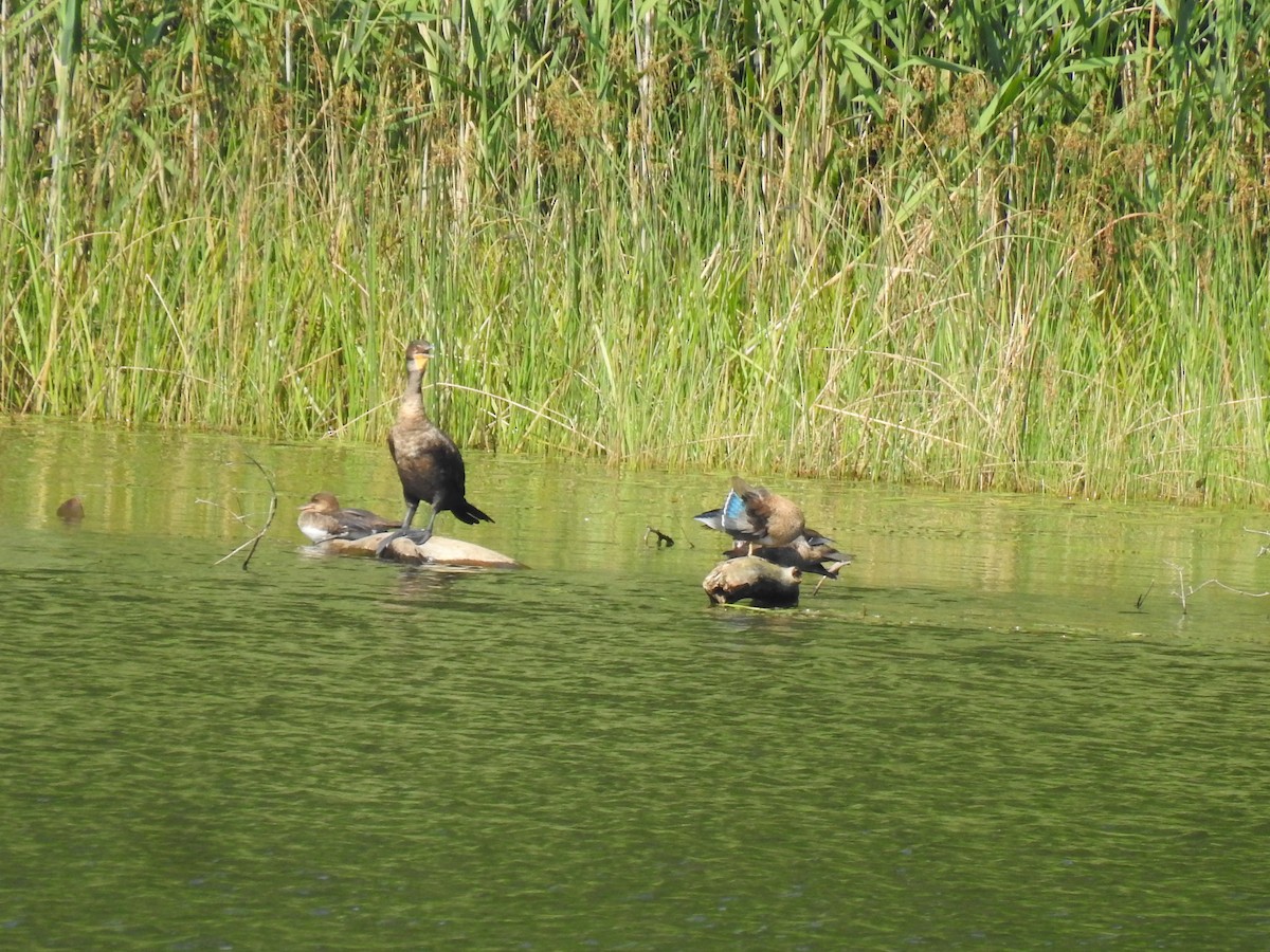 Hooded Merganser - ML478485571