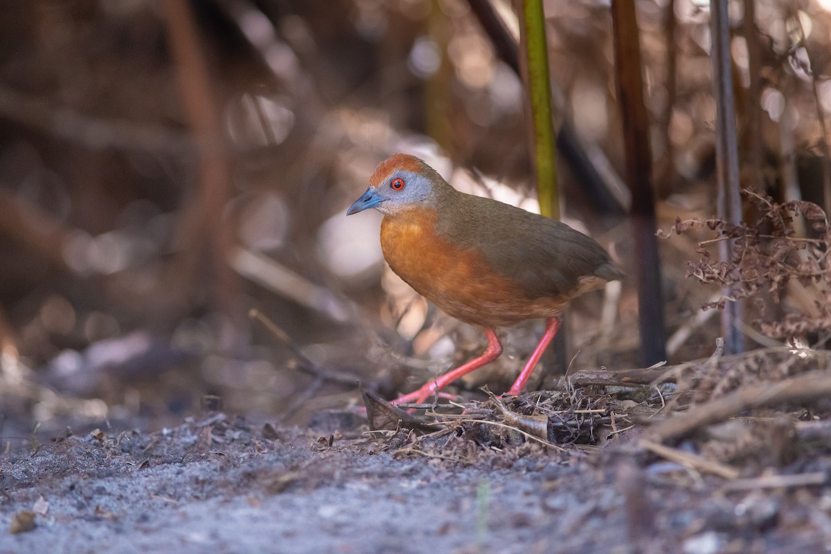 Russet-crowned Crake - ML478485691