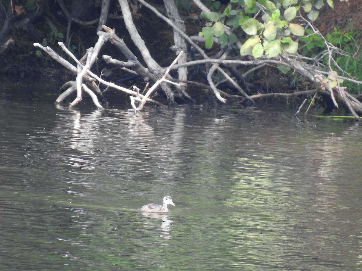 Wood Duck - ML478485931