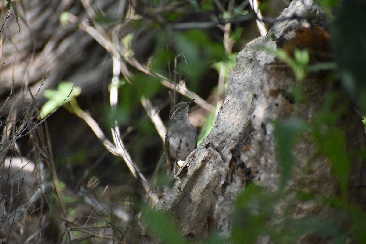 Bewick's Wren - ML478487171