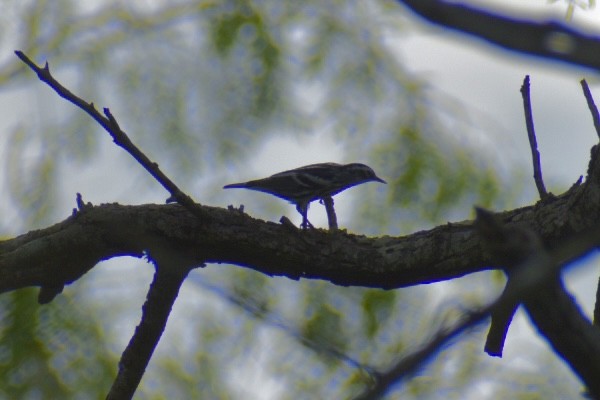 Black-and-white Warbler - ML478487311