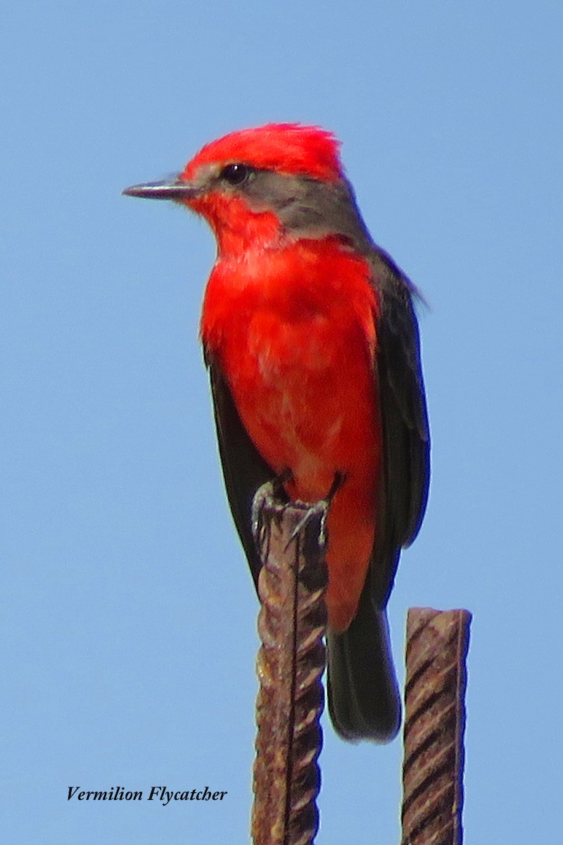 Vermilion Flycatcher - Merrill Lester