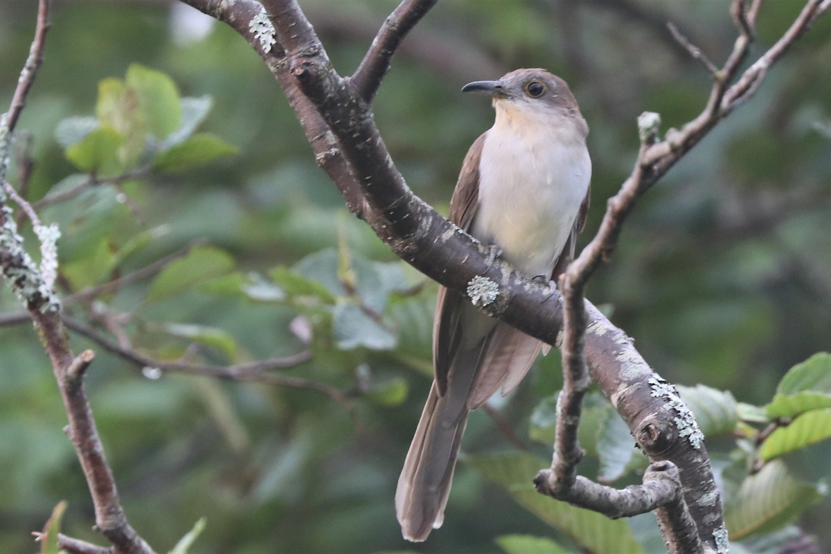 Black-billed Cuckoo - Jim Edsall