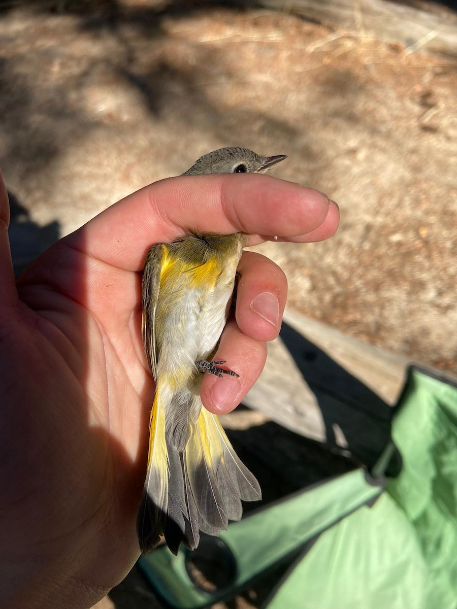 American Redstart - ML478488981