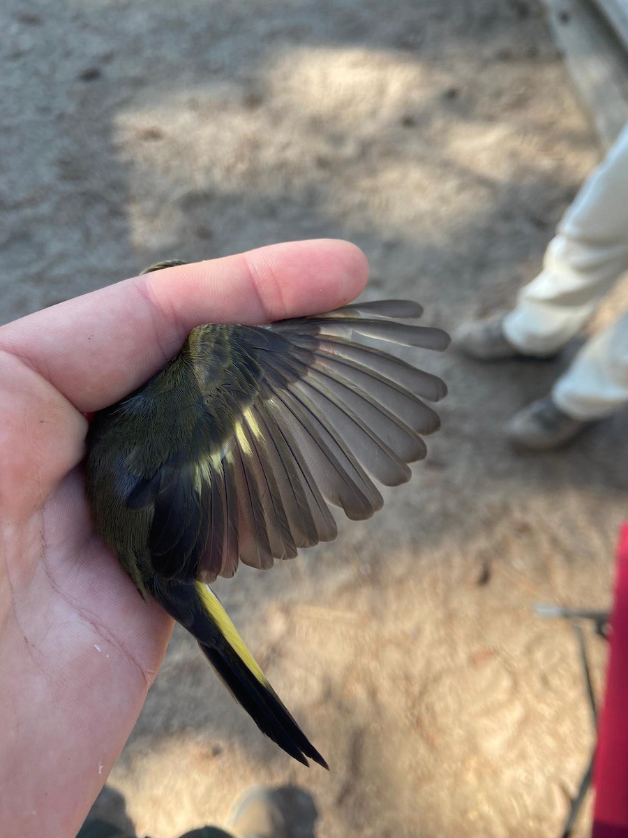 American Redstart - ML478488991