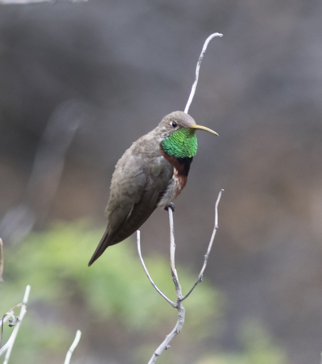 Colibri adèle - ML478489921