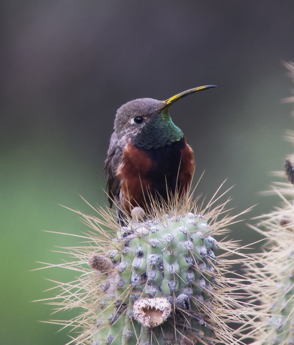 Colibrí de Cochabamba - ML478489931