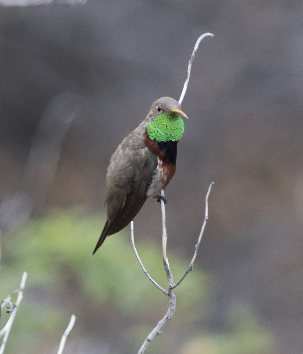 Colibri adèle - ML478489941