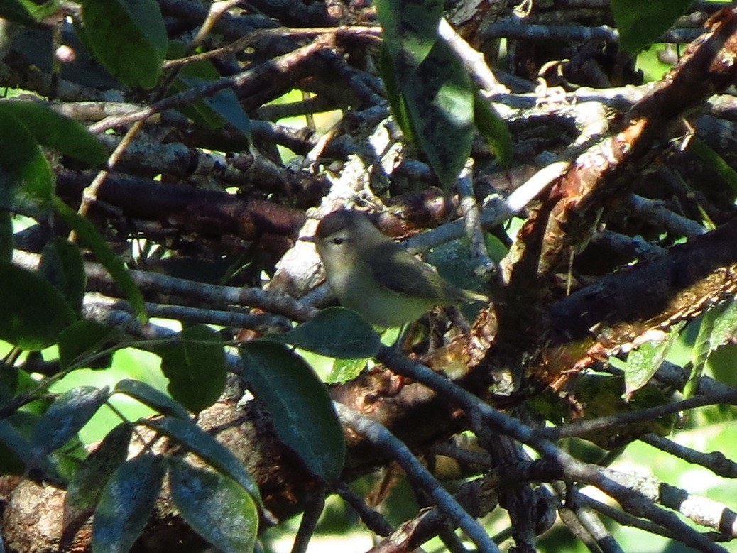 Warbling Vireo (Western) - ML47849071