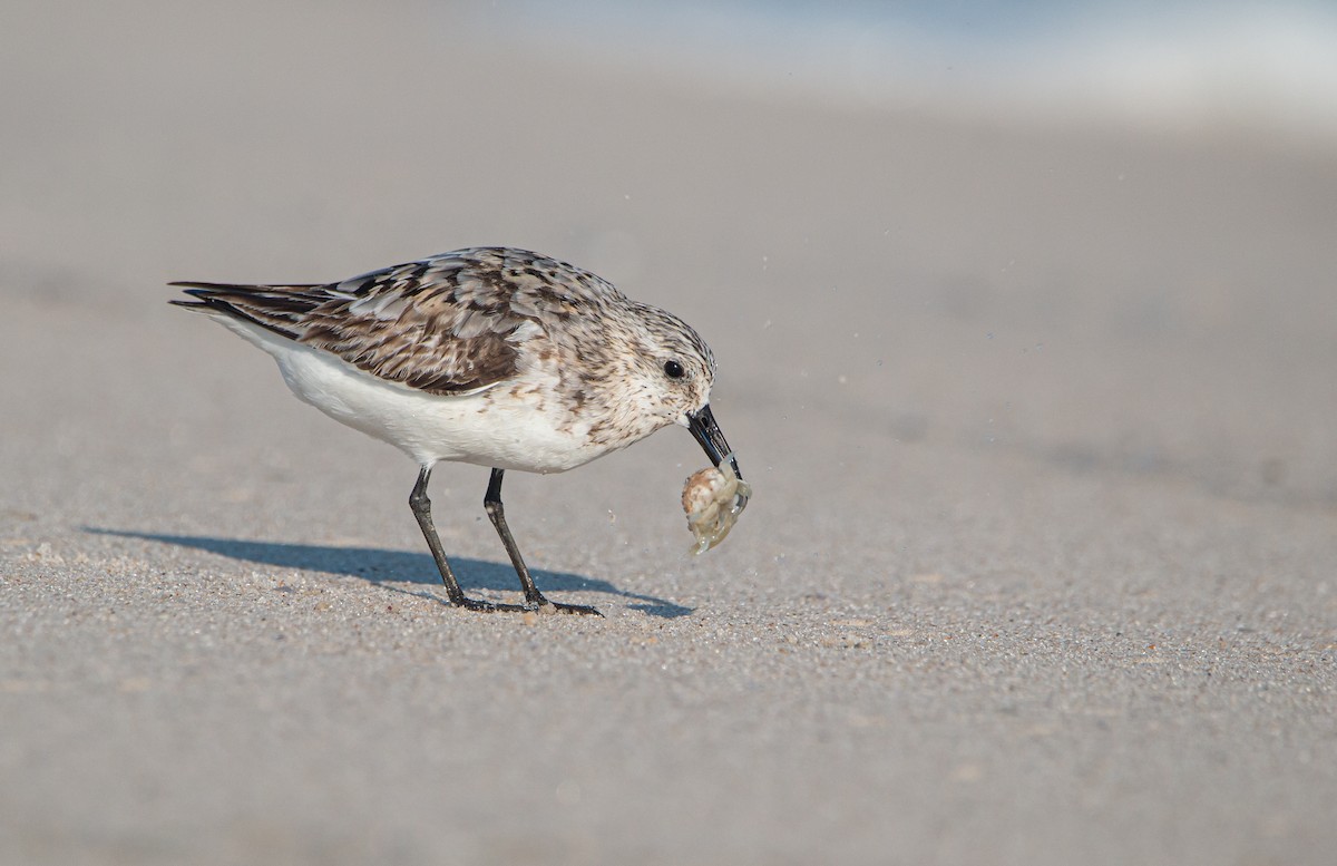 Sanderling - Braxton Landsman