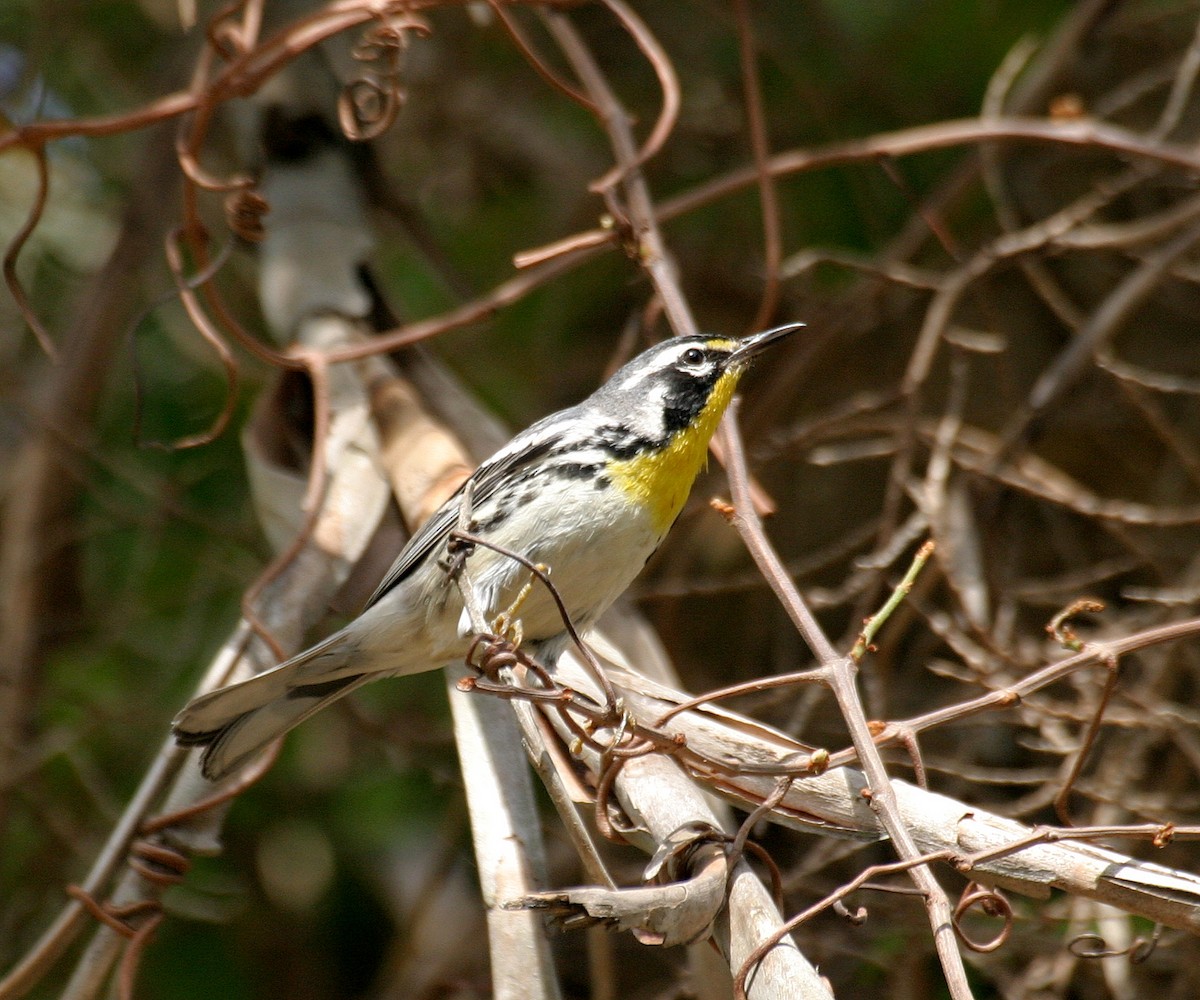 Yellow-throated Warbler - ML478491601