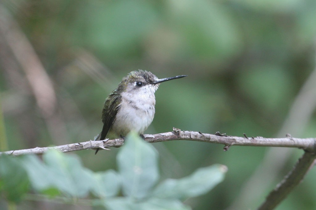 Ruby-throated Hummingbird - William Hull