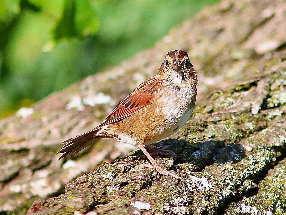Swamp Sparrow - ML478492561