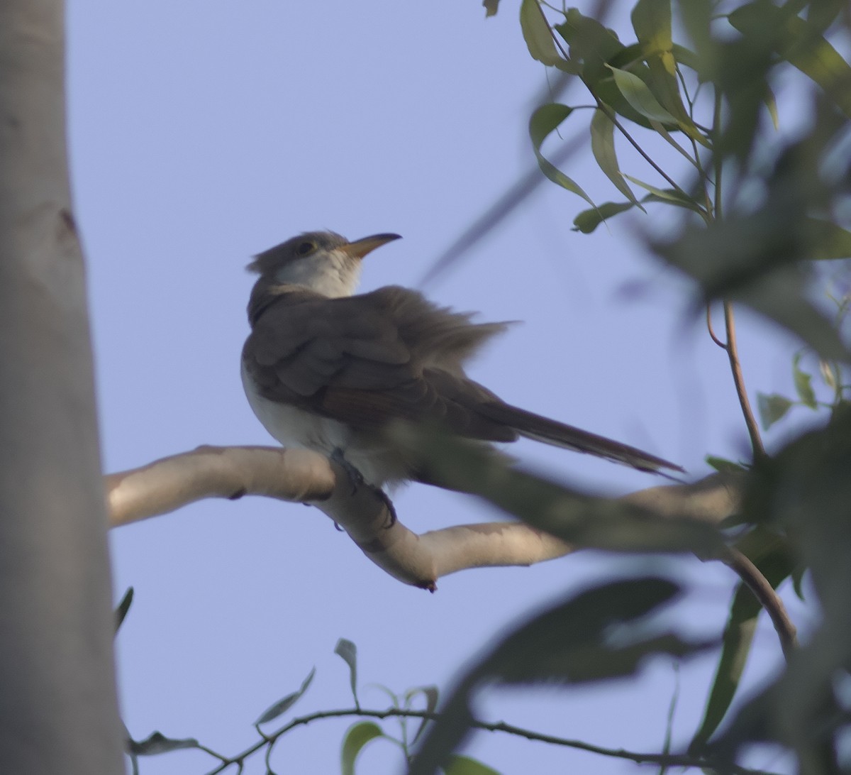 Yellow-billed Cuckoo - ML478495601