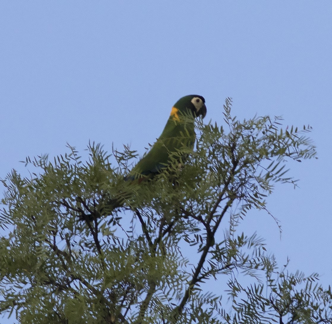 Yellow-collared Macaw - ML478496141