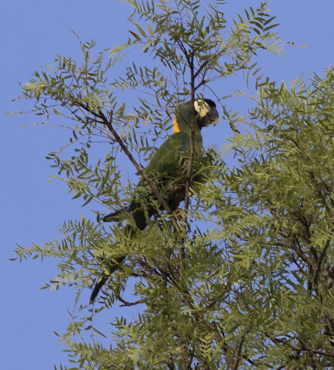 Yellow-collared Macaw - ML478496161