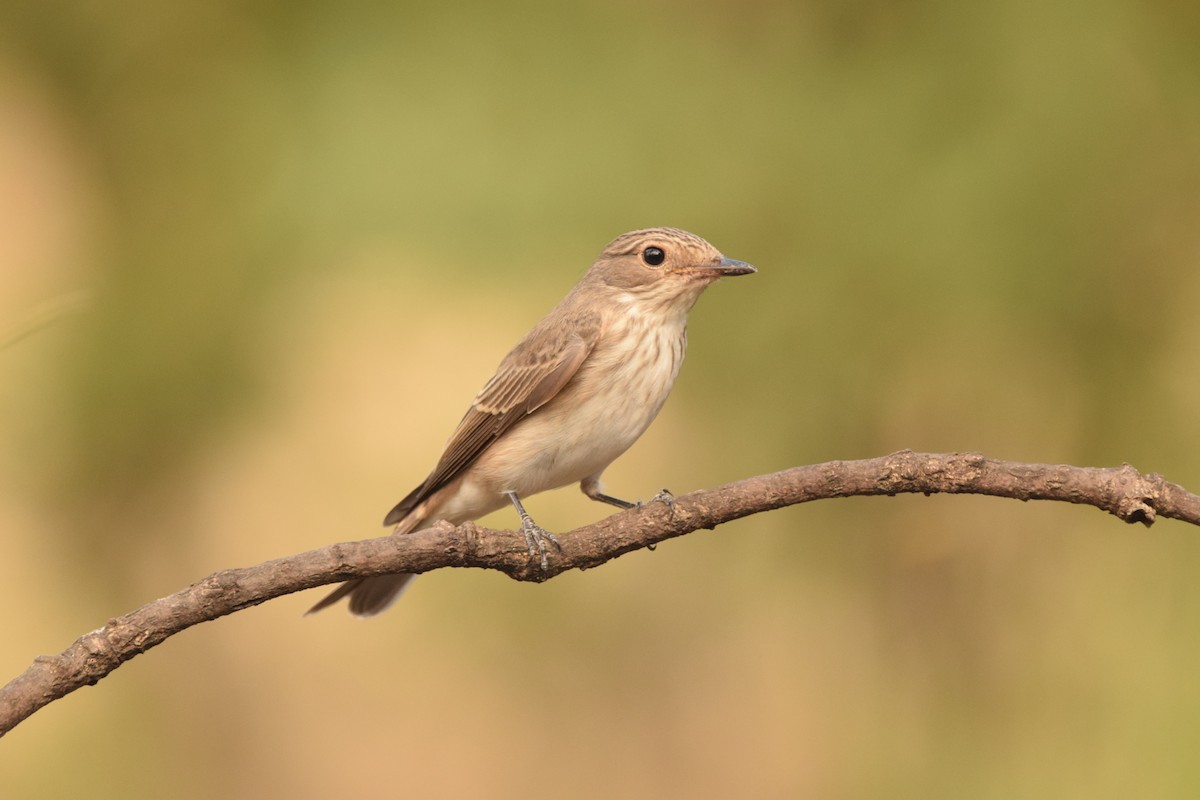 Spotted Flycatcher - ML478496911