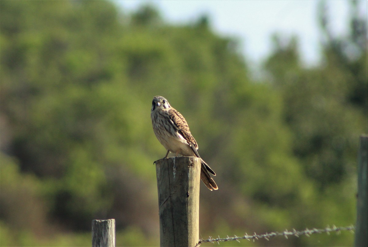 American Kestrel - Matías Garrido 🐧