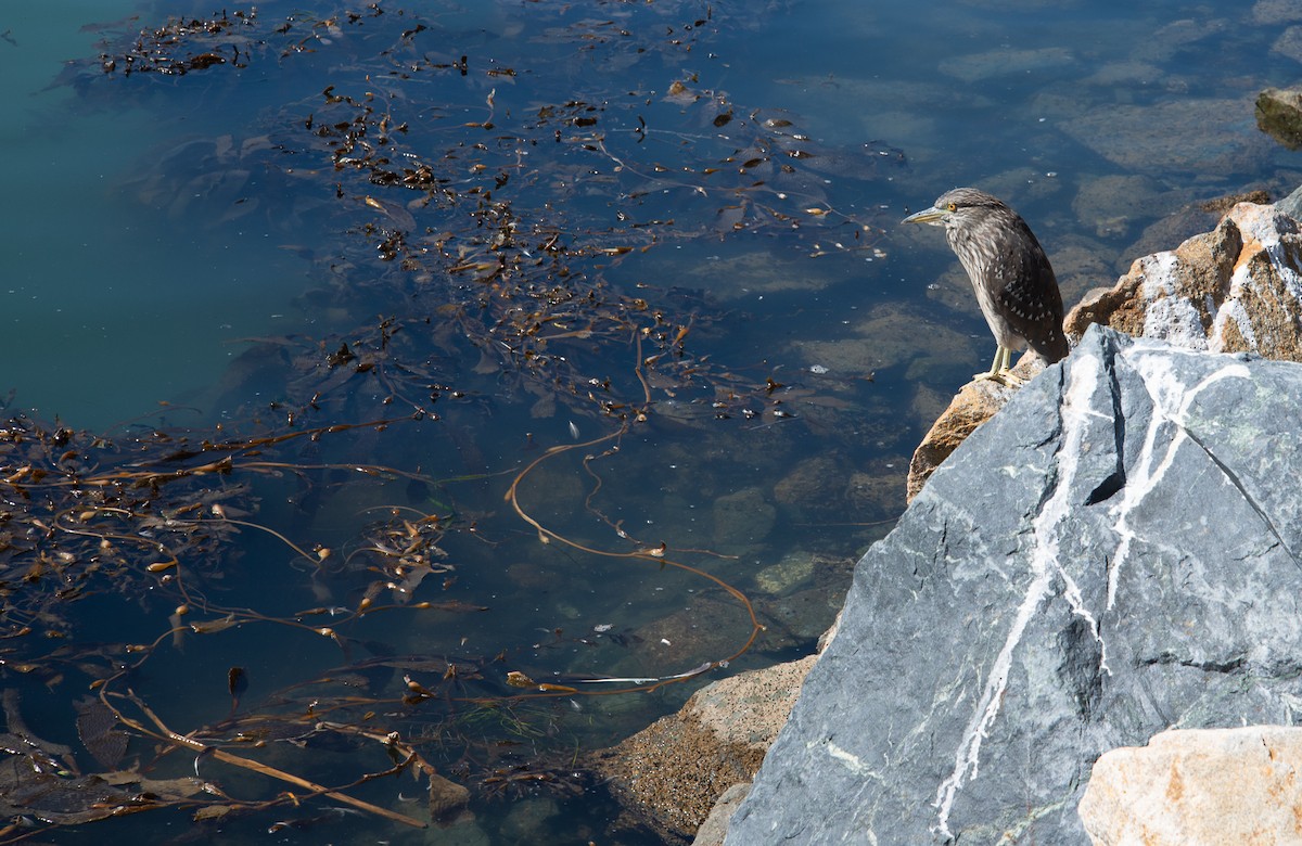 Black-crowned Night Heron - ML478497841