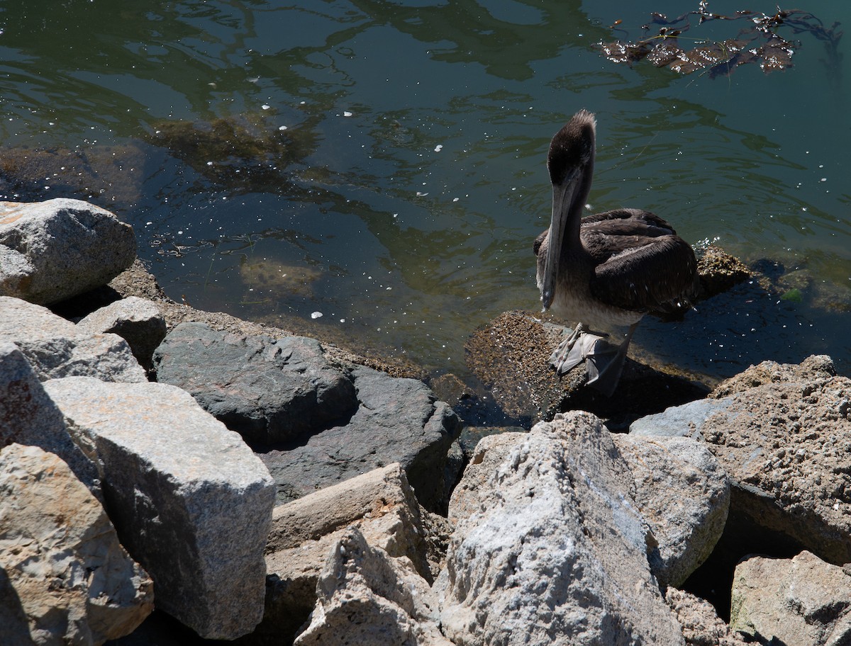 Brown Pelican - ML478497951