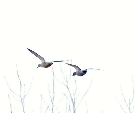 Northern Pintail - ML47849861