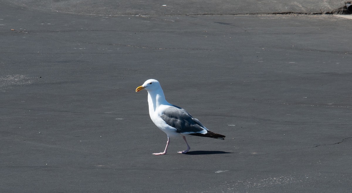Western Gull - ML478498891