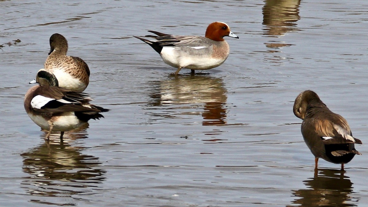 Eurasian Wigeon - Frimmel Smith